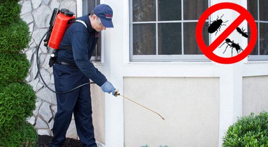 Korkuteli Pire İlaçlama böcek ilaçlama ve haşere kontrolü — ilaclama-tr.com